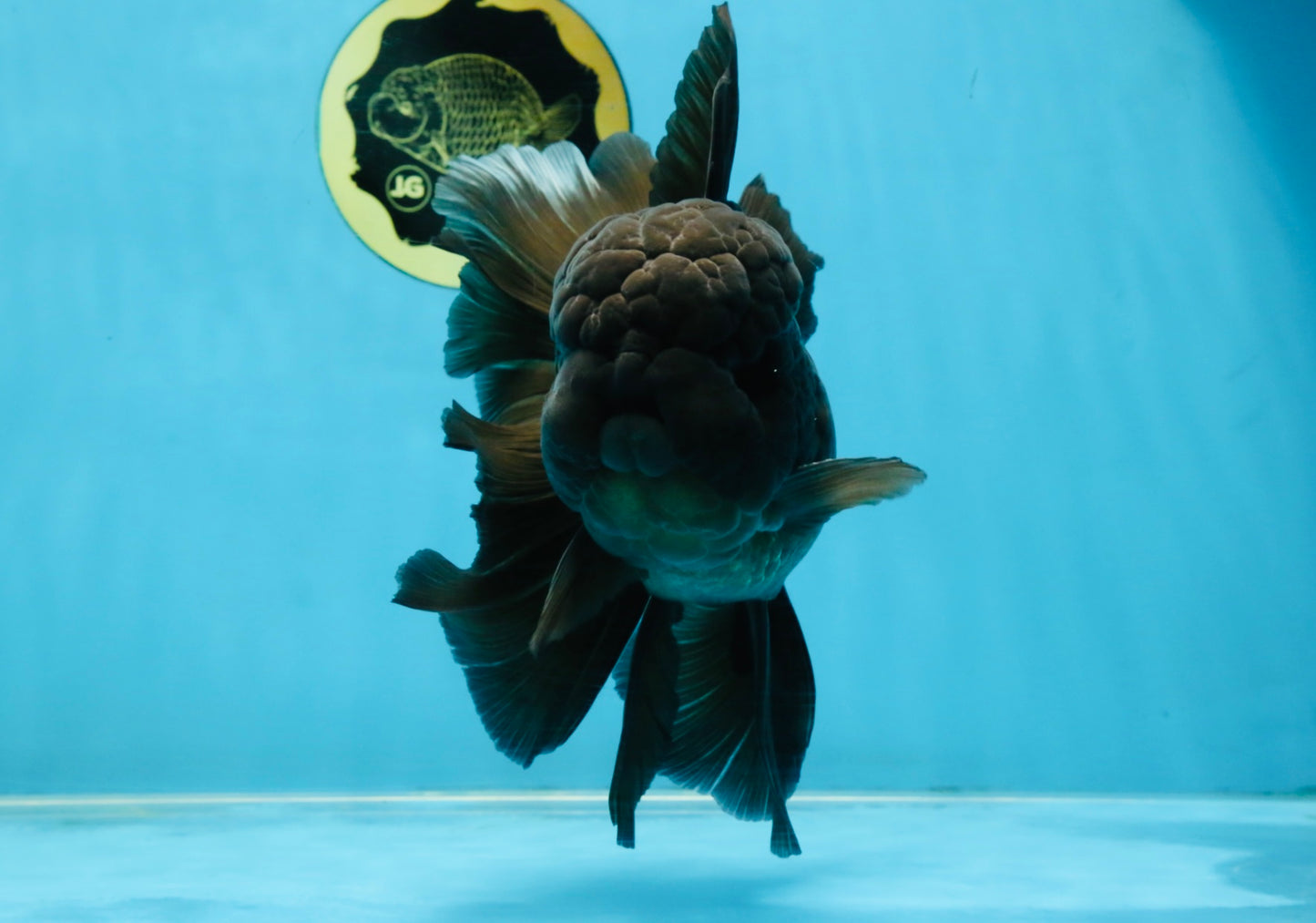 A Grade JUMBO Black Oranda Male 6.5 inches #110725OR_05