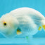 A Grade DUCKY White LionQueen 4.5-5 inches #122724LC_14