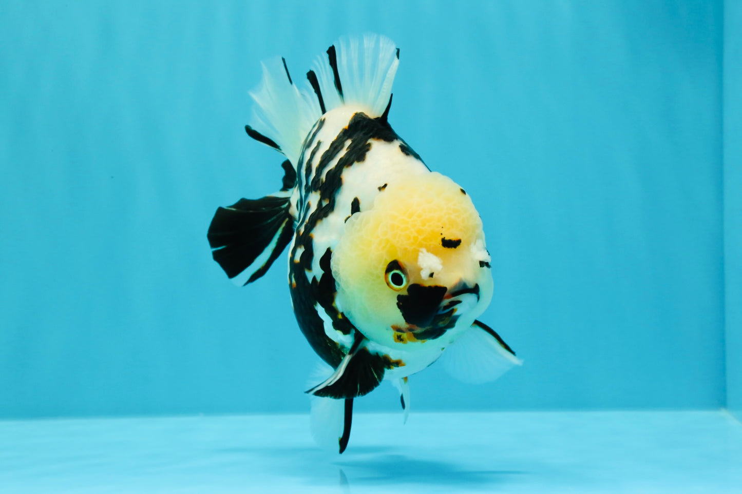 A Grade Special White Tiger Yuanbao Female 6 inches #022726YB_08