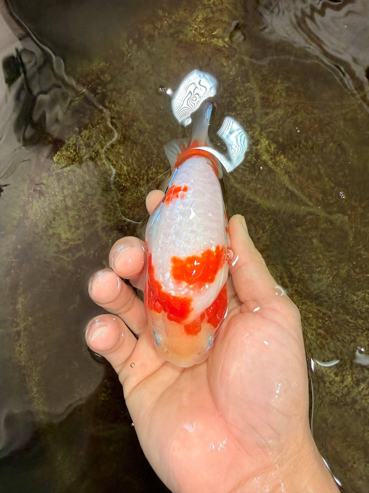 AAA Grade Special Red White Kohaku Chinese Ranchu Male 5 inches #101025RC_20