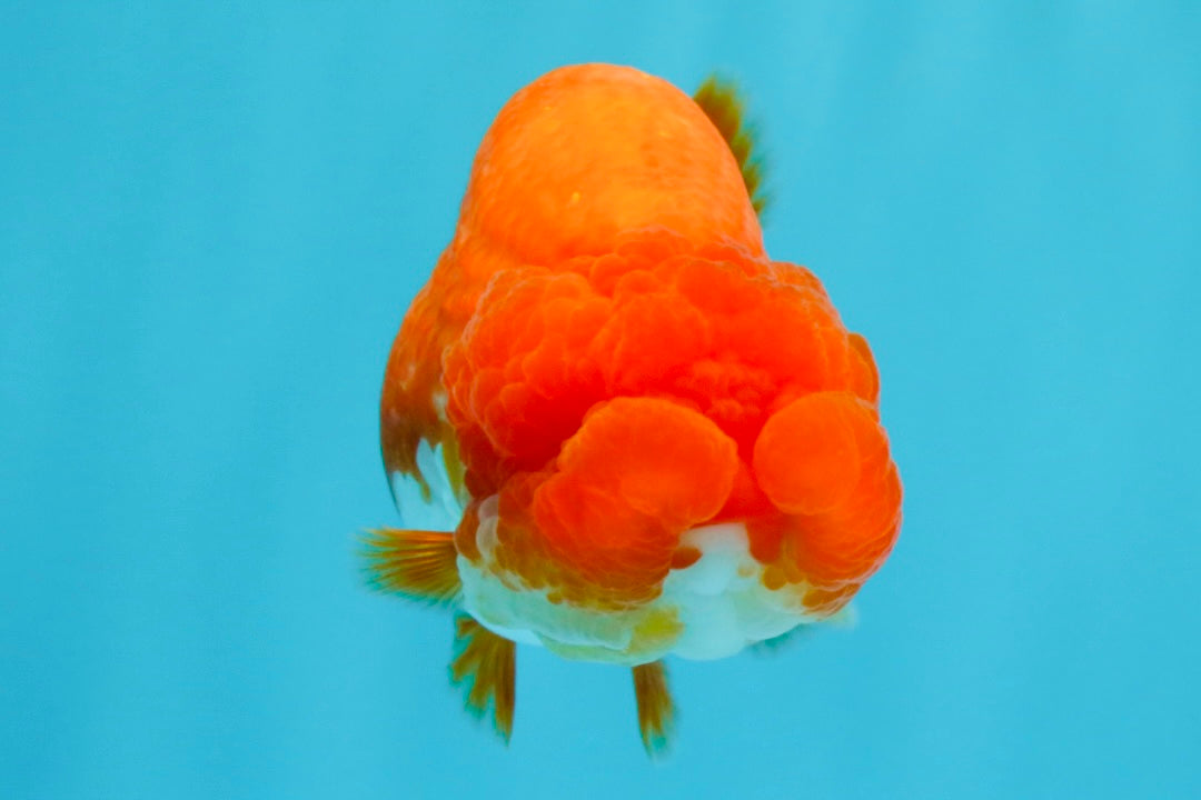 CHUBBY AAA Grade Red White LionQueen 4  inches #022026LC_16