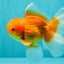 A Grade Red White Oranda Male 5.5-6 inches #091826OR_03