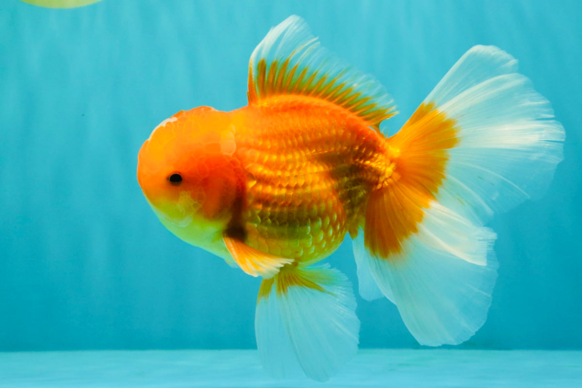 A Grade Red White Oranda Male 5.5-6 inches #091826OR_03