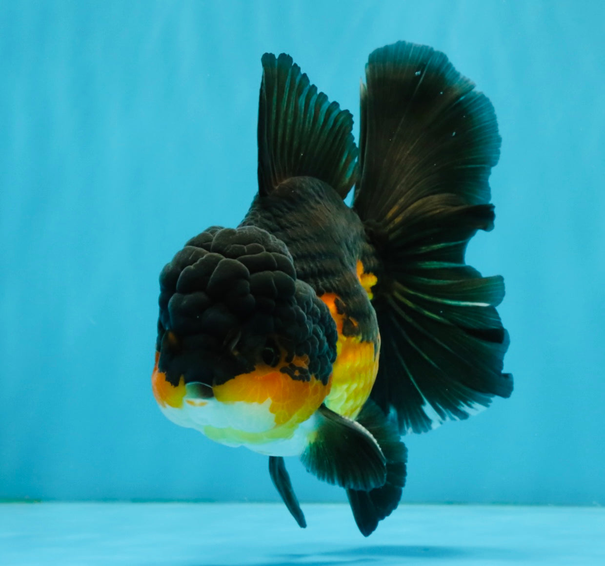 CHONKY A Grade Apache Oranda Male 5.5-6  inches #041026OR_13