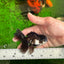 Panda Oranda Male 3.5 inches #1011OR_27