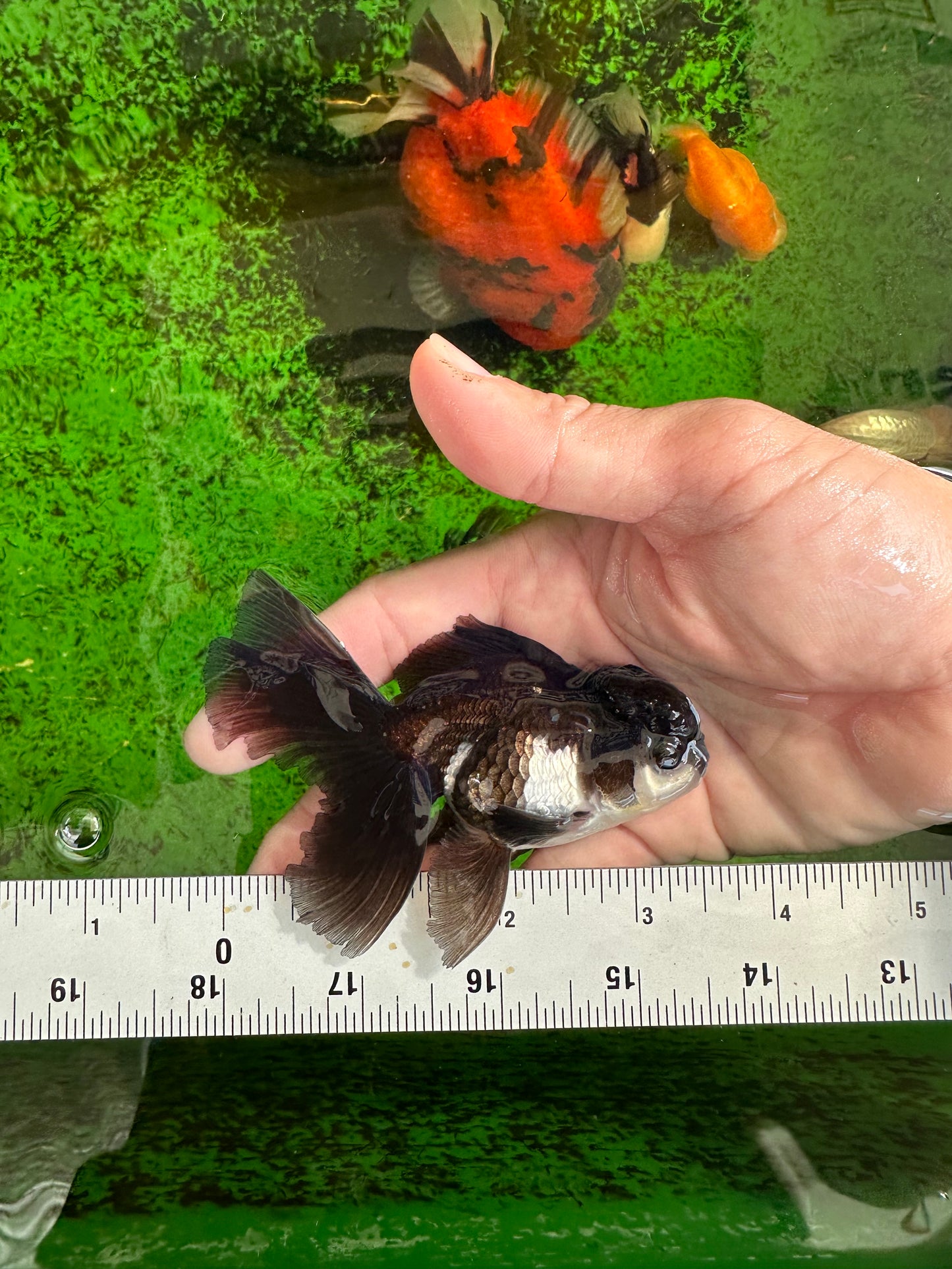 Panda Oranda Male 3.5 inches #1011OR_27