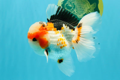 AAA Grade Tricolor Oranda Male 5.5 inches #030626OR_22