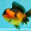 CHUBBY AAA Grade Apache Oranda Female 6-6.5 inches #082126OR_11
