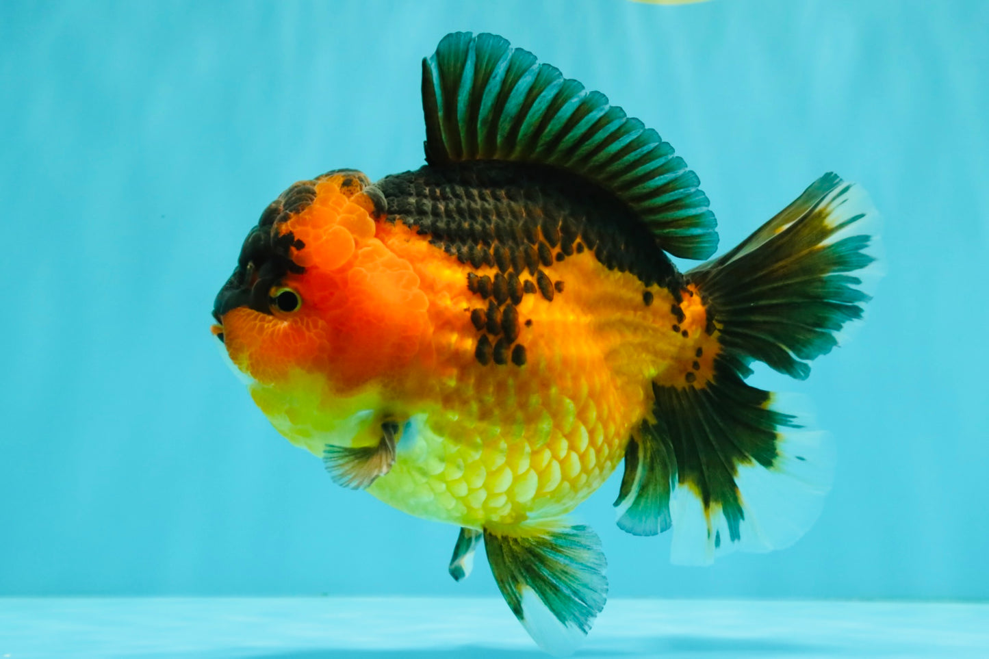 CHUBBY AAA Grade Apache Oranda Female 6-6.5 inches #082126OR_11