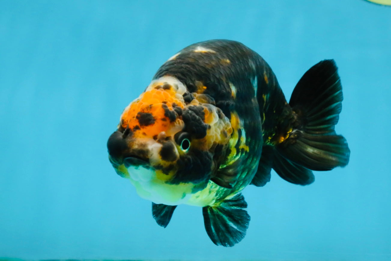 CHUBBY A Grade Calico Chinese Ranchu Female 5 inches #121225RC_06