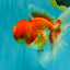 A Grade Red White Oranda Male 6 inches #082126OR_05