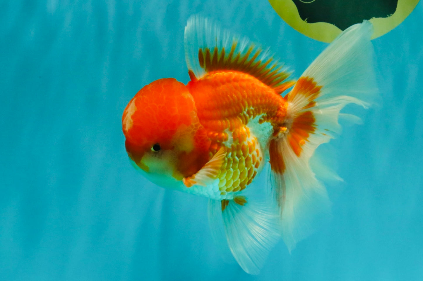 A Grade Red White Oranda Male 6 inches #082126OR_05