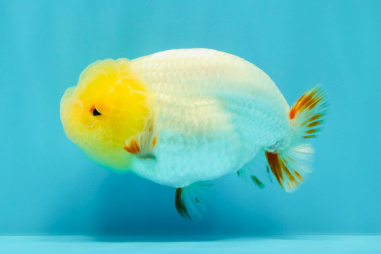 CHICKIE AAA Grade Red White Lipstick LionKing 4-4.5 inches #031326LC_11