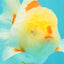 A Grade Red White Oranda Male 6 inches #102326OR_09