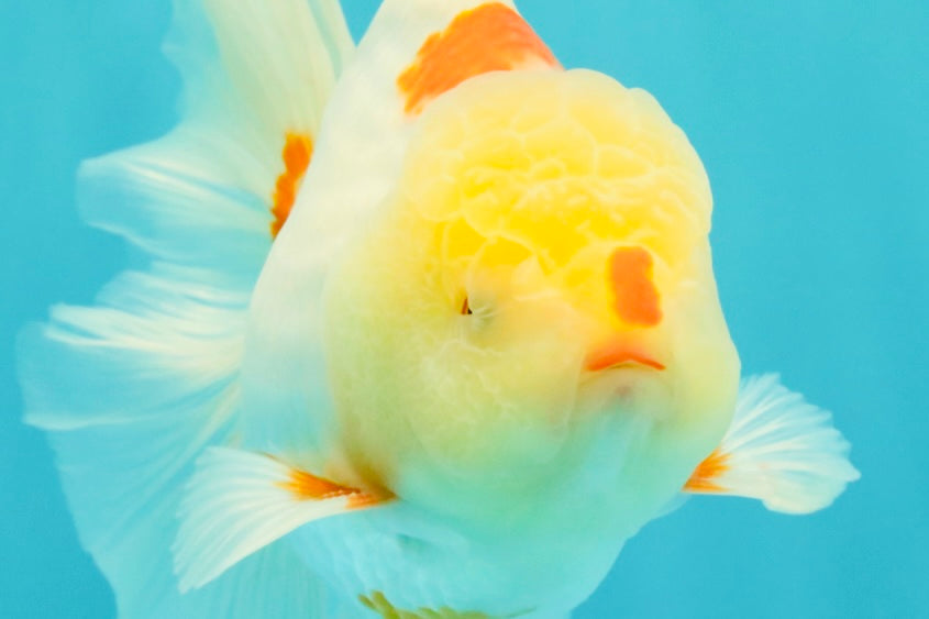 A Grade Red White Oranda Male 6 inches #102326OR_09
