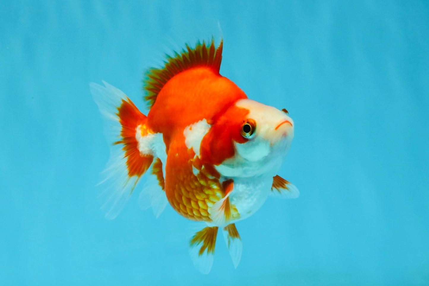 A Grade Red White Ryukin Female 4-4.5 inches #032726RK_24