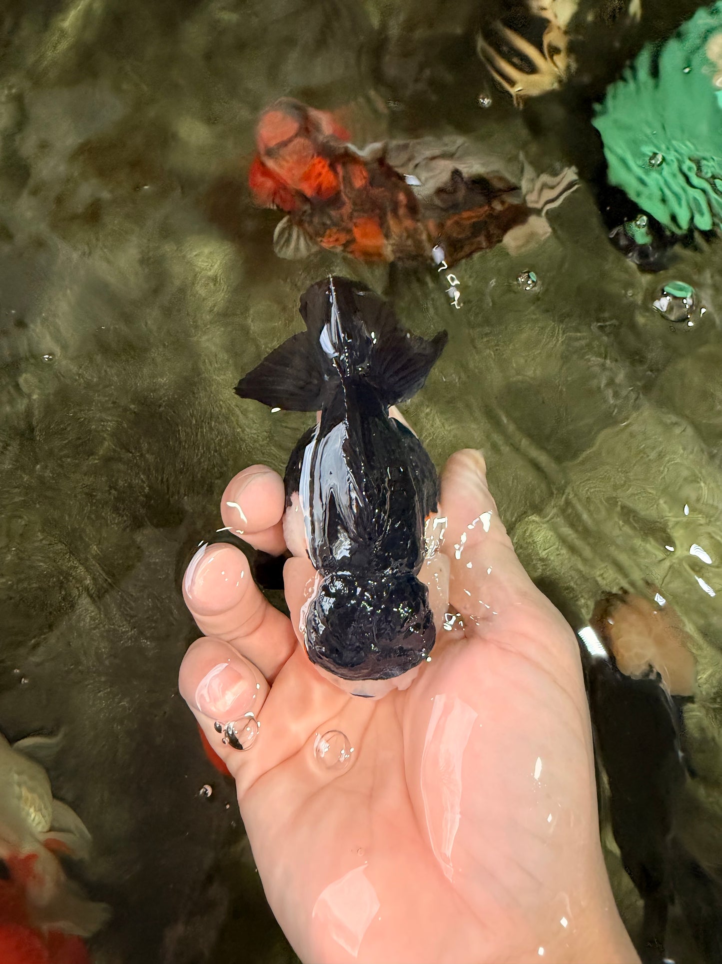 ADORABLE Pom Pom Panda Yuanbao Female 4 inches #031326YB_14