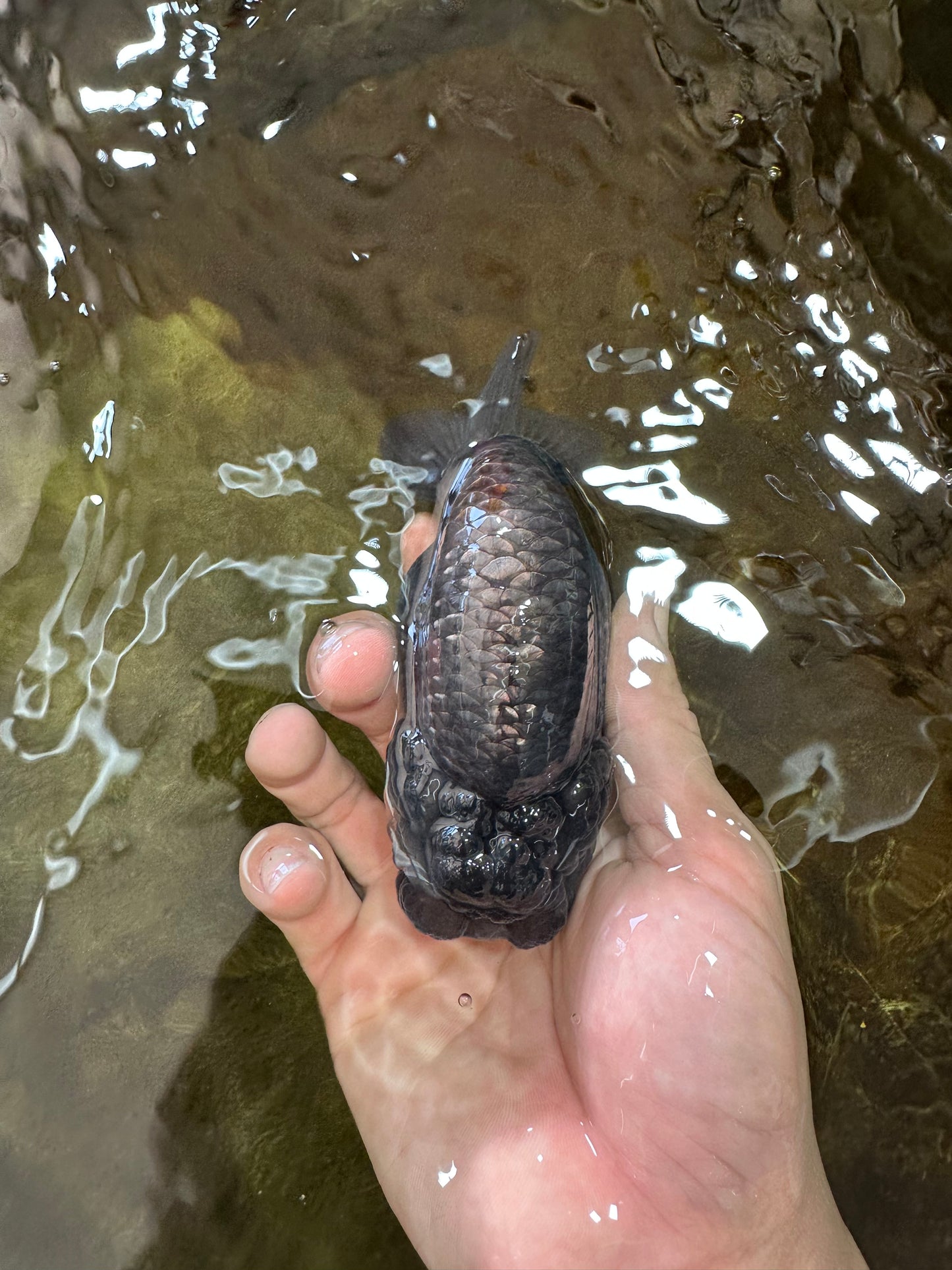 A Grade RARE Blue LionQueen 4.5 inches #062025LC_12