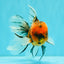 FLUFFY A Grade Tiger Oranda Male 6 inches #081426OR_05