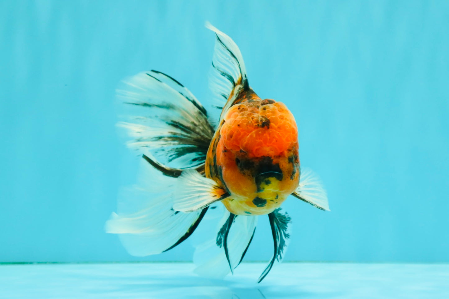 FLUFFY A Grade Tiger Oranda Male 6 inches #081426OR_05