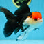 A Grade Tricolor Oranda Female 5.5-6 inches #081525OR_18