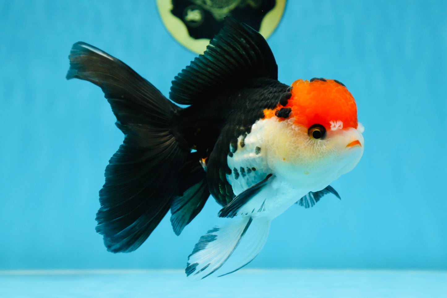 A Grade Tricolor Oranda Female 5.5-6 inches #081525OR_18