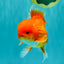 AAA Grade Red White Oranda Male 5-5.5 inches #062626OR_34