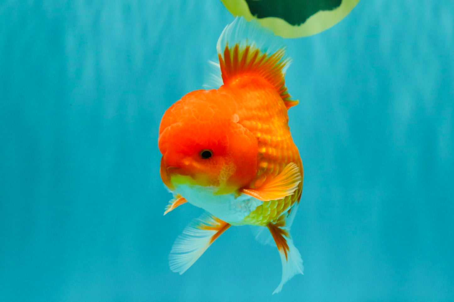 AAA Grade Red White Oranda Male 5-5.5 inches #062626OR_34
