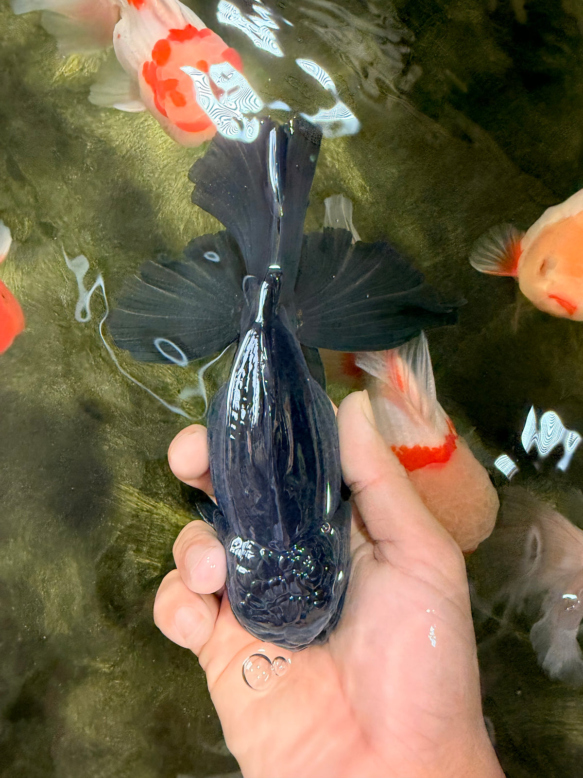 AAA Grade Black Oranda Male 6.5 inches #102326OR_08