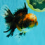 CHUBBY AAA Grade Tiger Oranda Male 5.5 inches #050126OR_08