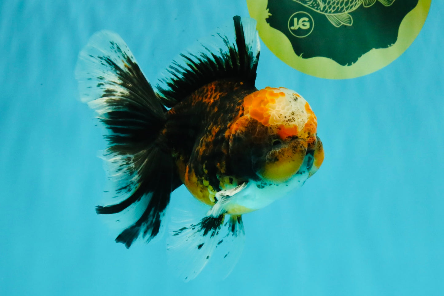 CHUBBY AAA Grade Tiger Oranda Male 5.5 inches #050126OR_08