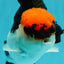 A Grade Villain Tricolor Oranda Male 5.5 inches #111524OR_30