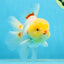 AAA Grade Lemonhead Oranda Male 5 inches #080125OR_20