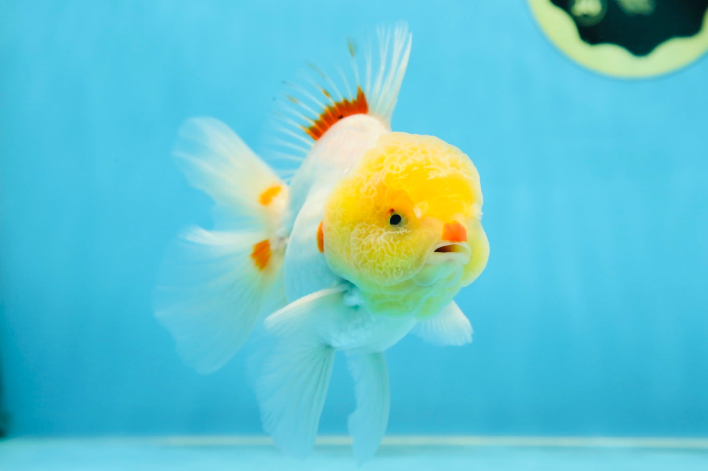 AAA Grade Lemonhead Oranda Male 5 inches #080125OR_20