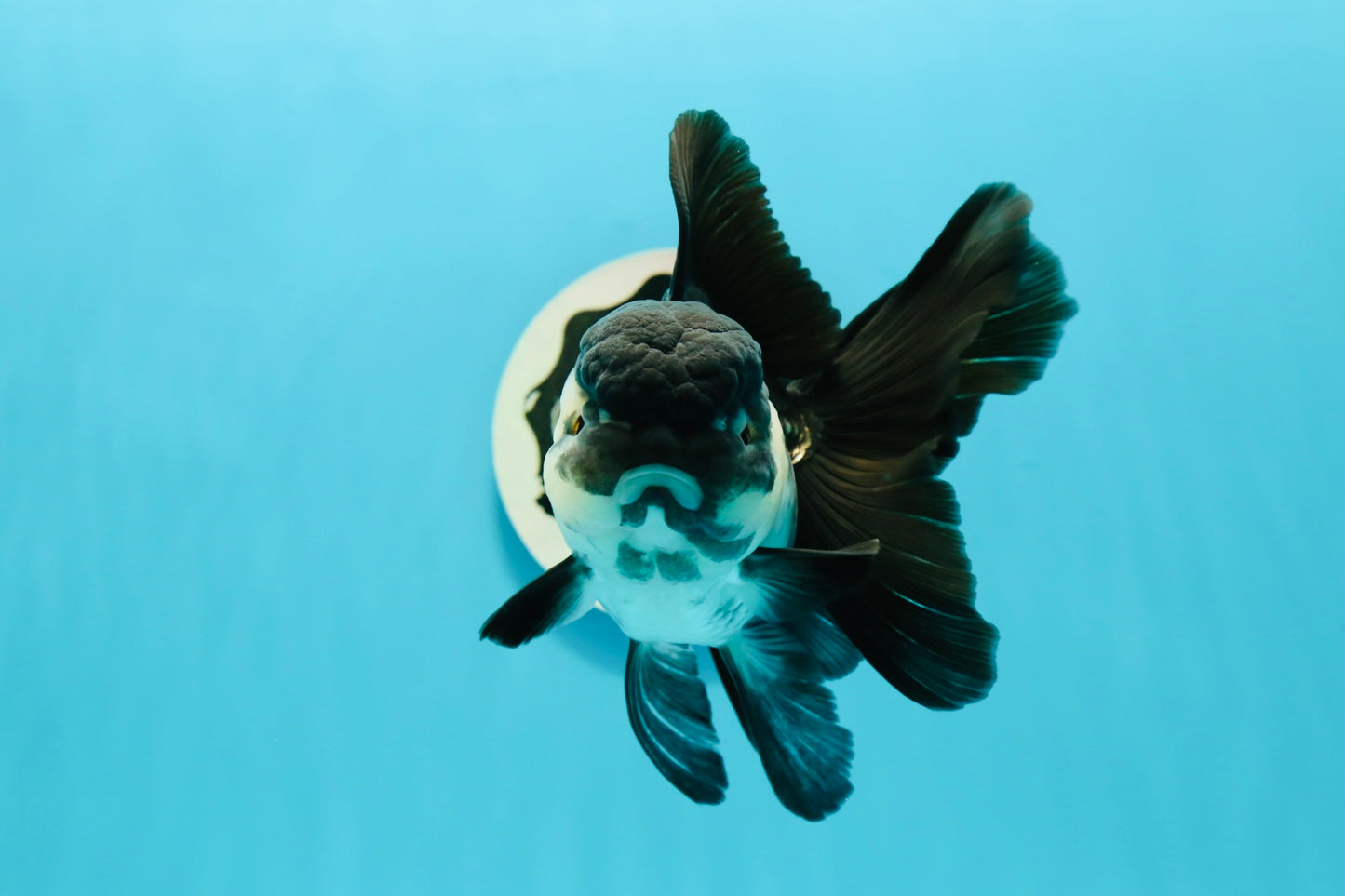 Panda oranda hembra de tamaño A de 5,5 pulgadas, tamaño n.° 0517OR_01