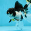 Panda Oranda Female 5-5.5 inches #053025OR_29