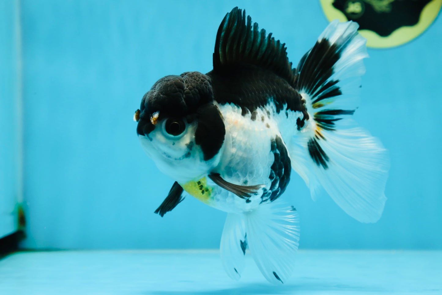 Panda Oranda Female 5-5.5 inches #053025OR_29