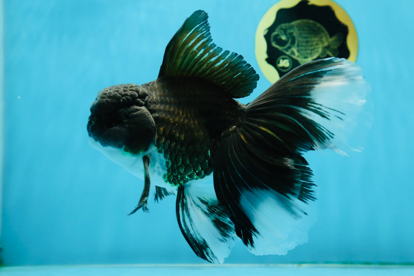 A Grade Fluffy Tail Panda Oranda Male 6.5 inches #010325OR_14