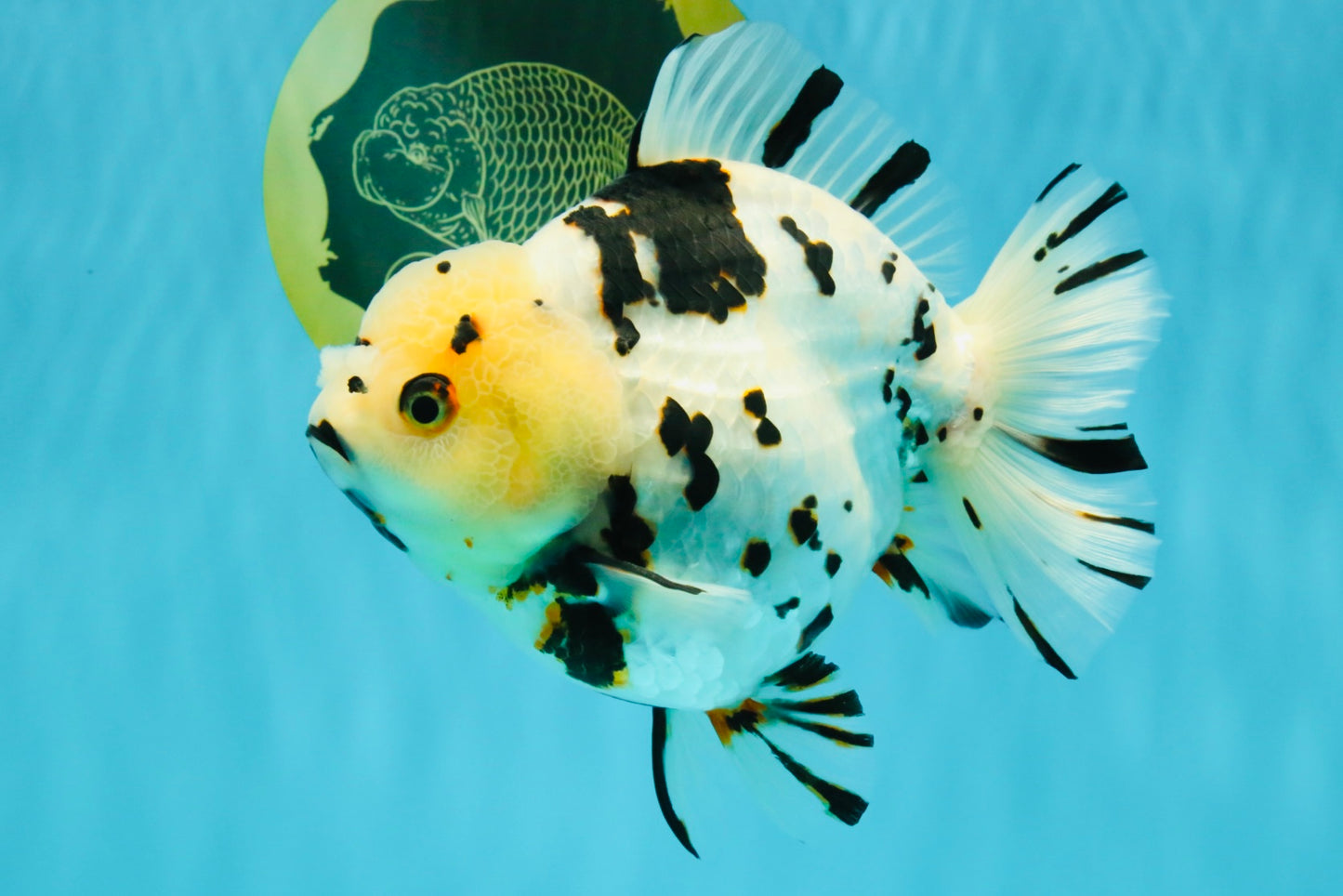 A Grade Special White Tiger Yuanbao Female 6 inches #022726YB_08