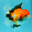 A Grade Tricolor Oranda Female 6 inches #082126OR_10