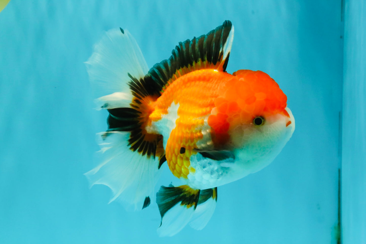 A Grade Tricolor Oranda Female 6 inches #082126OR_10