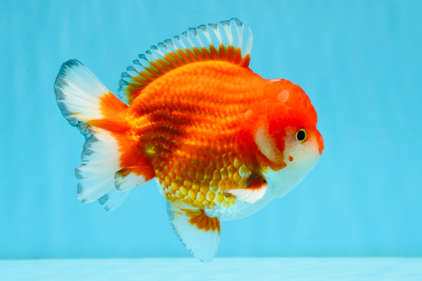 SPECIAL AAA Grade Red White Yuanbao Male 5-5.5 inches #032726YB_02