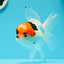 A Grade Tricolor Red Head Snow White Oranda Female 5.5 inches #0531OR_17