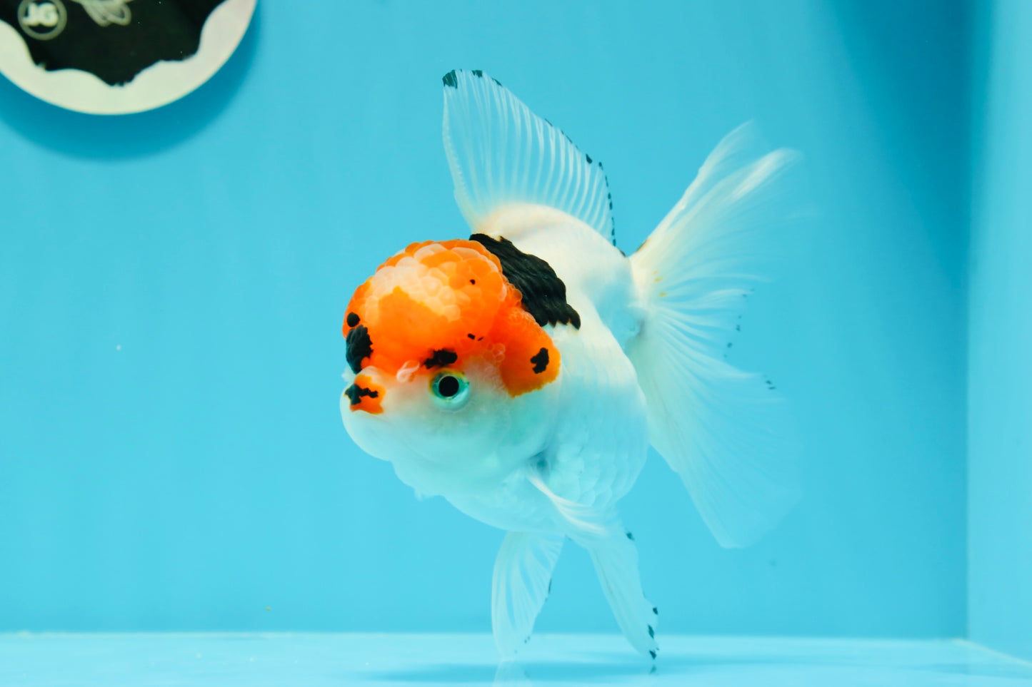 A Grade Tricolor Red Head Snow White Oranda Female 5.5 inches #0531OR_17