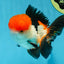 A Grade Tricolor Oranda Male 4.5 inches #060625OR_25