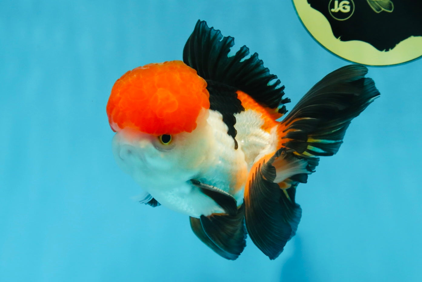 A Grade Tricolor Oranda Male 4.5 inches #060625OR_25