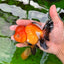 A Grade Tricolor Oranda Female 4.5 inches #0830OR_08