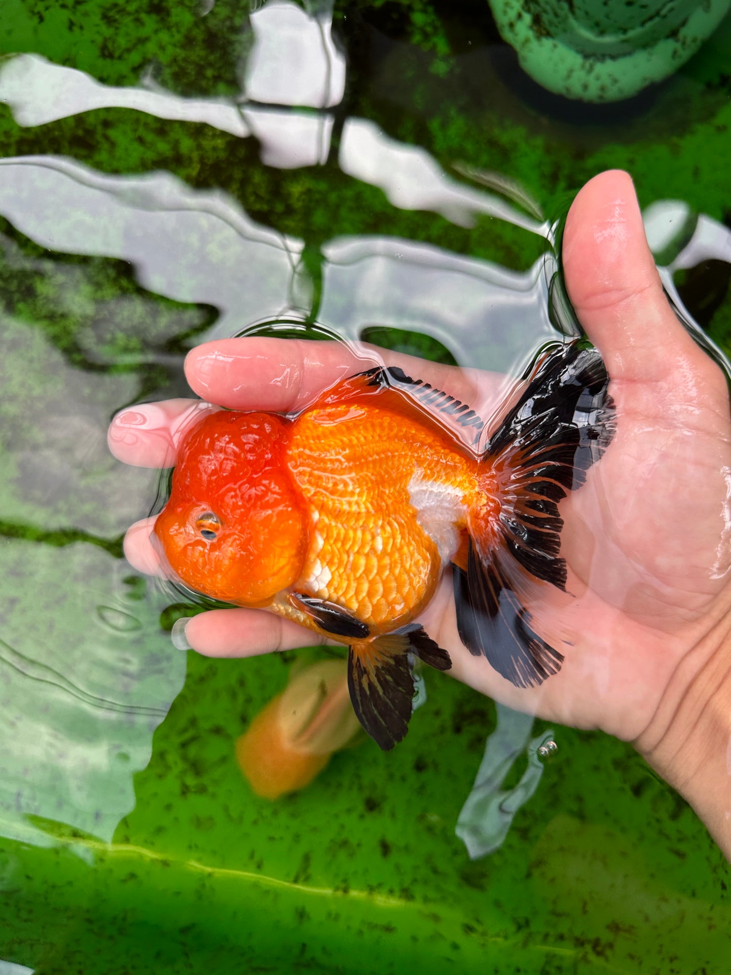 A Grade Tricolor Oranda Female 4.5 inches #0830OR_08