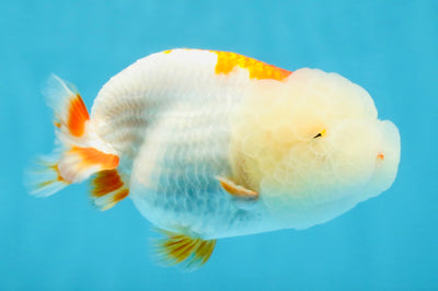 FLUFFY A Grade Red White LionQueen 4 inches #121225LC_07