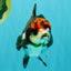 ADORABLE A Grade Tricolor Yuanbao Male 4.5 inches #051526YB_08